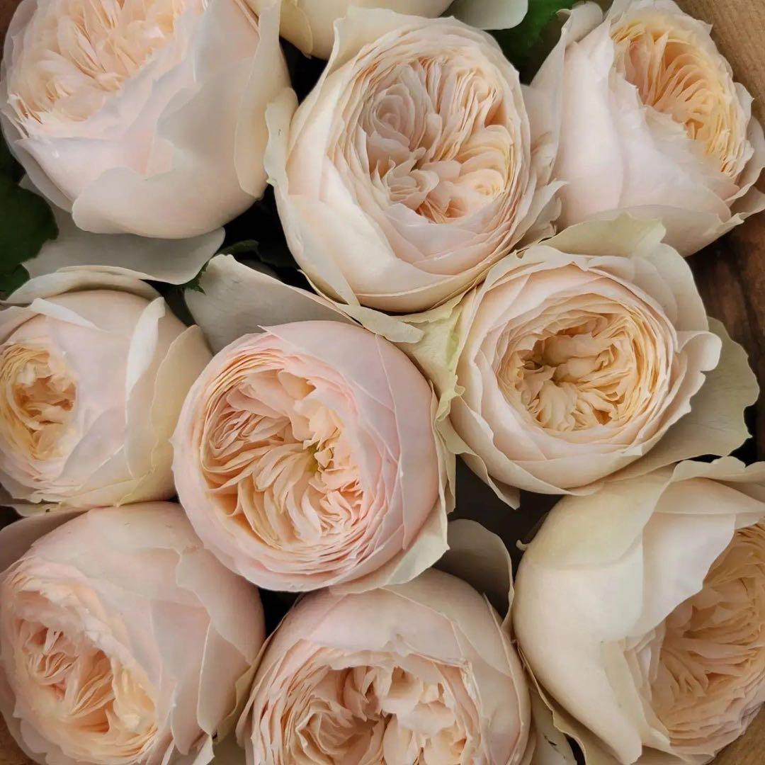 「ソニe」切り花品種バラ苗　レアバラ