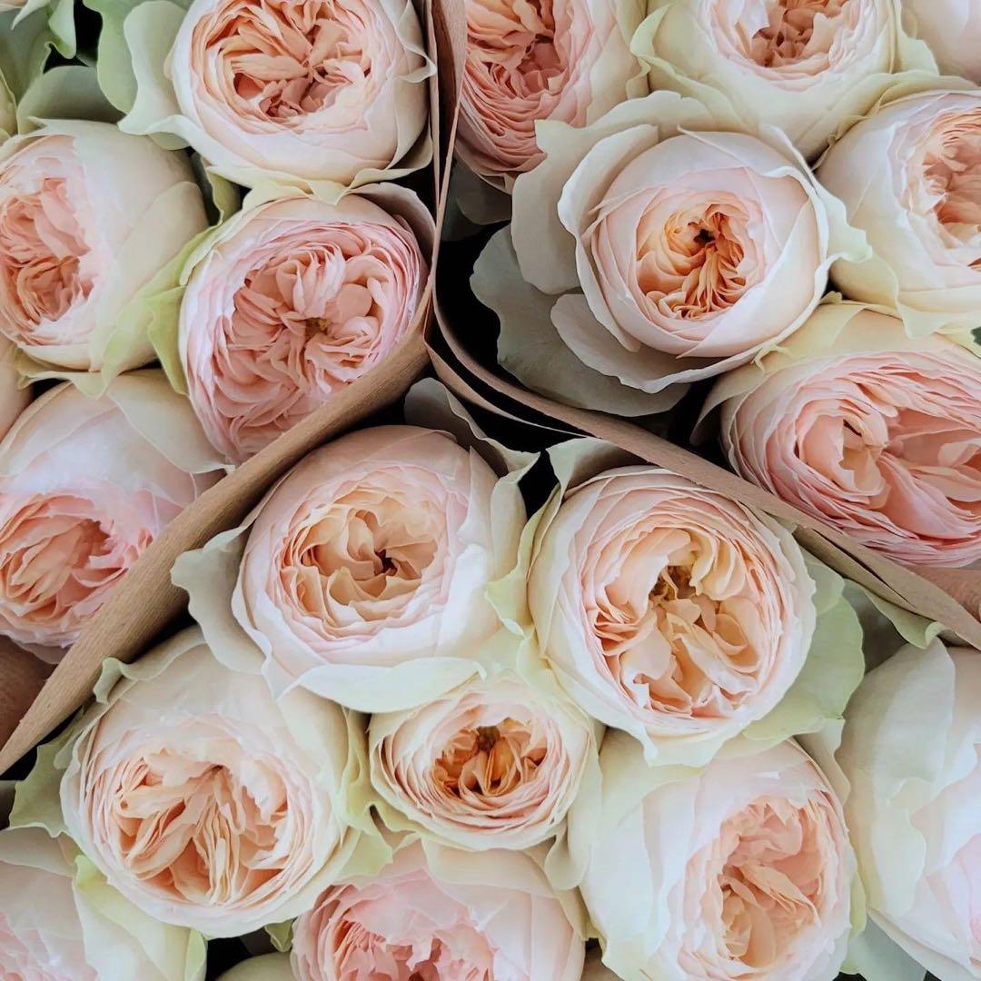 「ソニe」切り花品種バラ苗　レアバラ