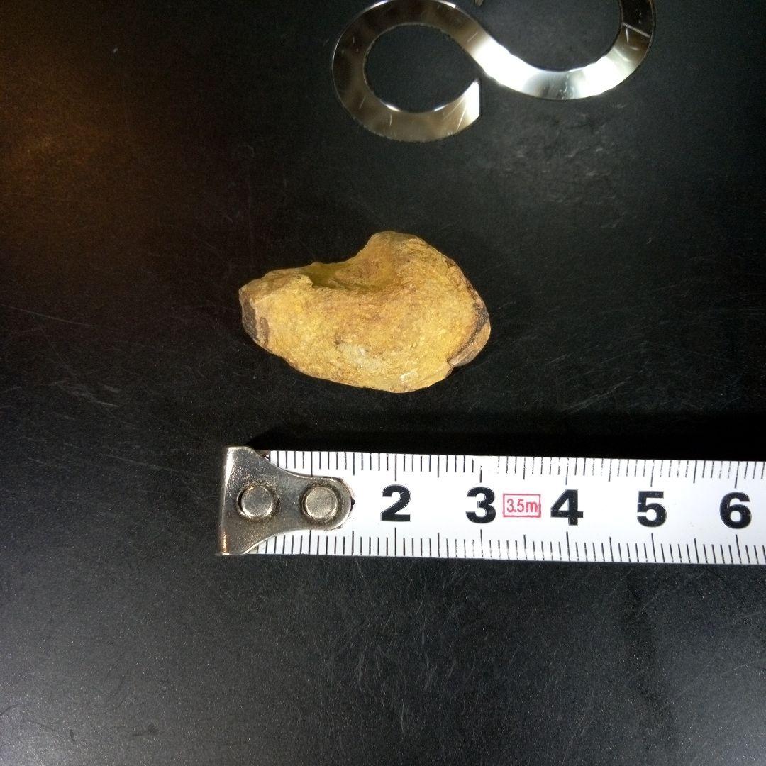 三葉虫　化石　fossil　海　ボリビア産　trilobite　海生動物分類⑨