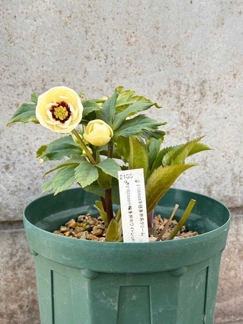 dd小輪ホワイト フラッシュ クリスマスローズ