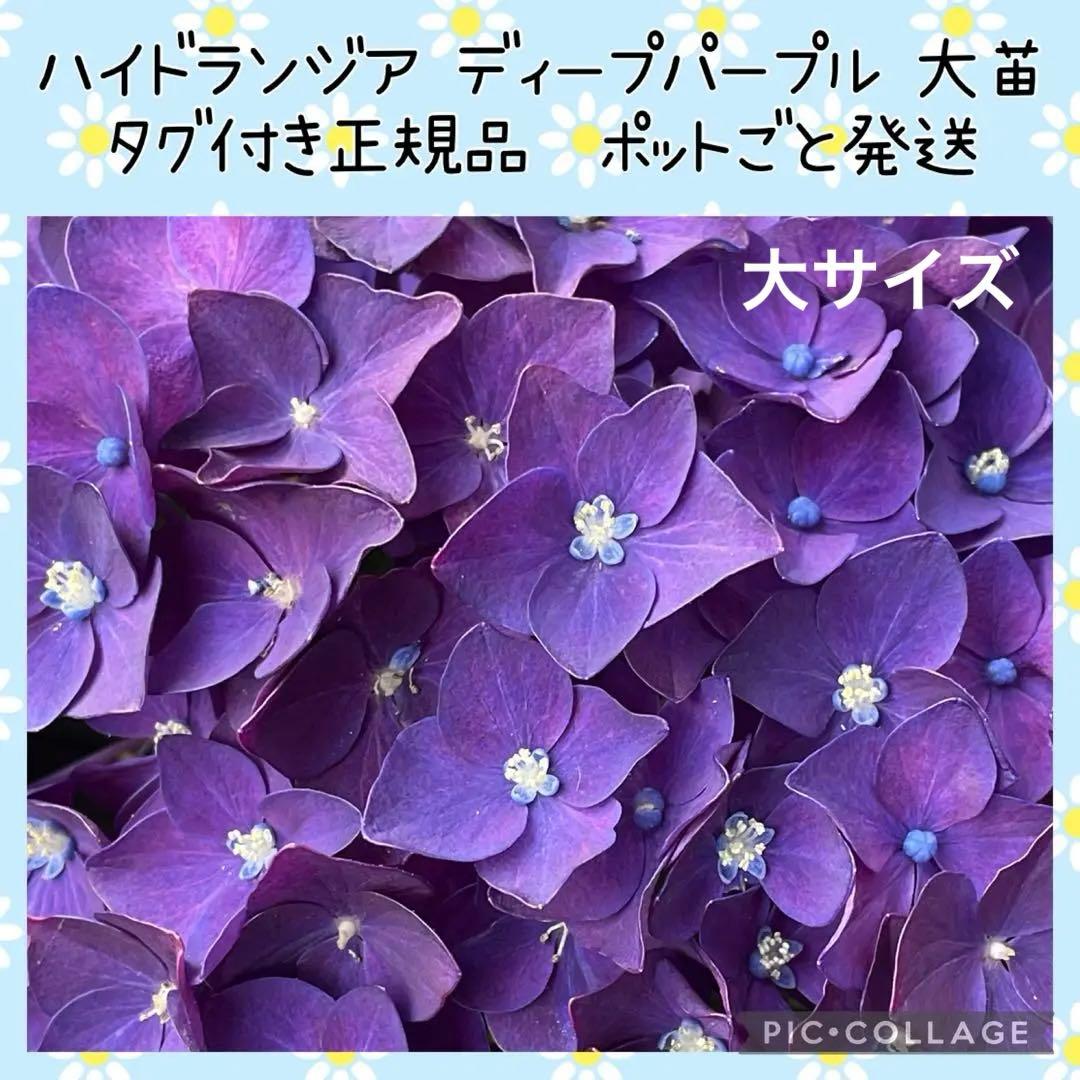 【花苗】ハイドランジア　ディープパープル　大きめ苗 タグ付き正規品　ポット毎発送
