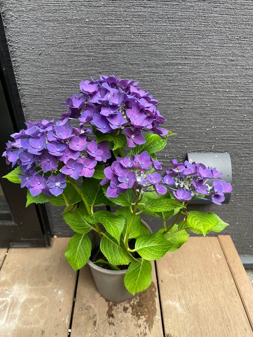 【花苗】ハイドランジア　ディープパープル　大きめ苗 タグ付き正規品　ポット毎発送
