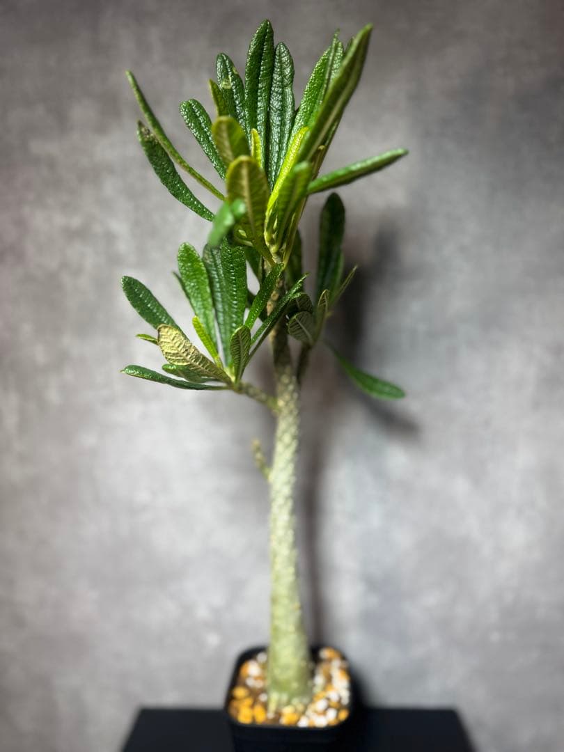 ドロステニアニ　ギガス　レア種