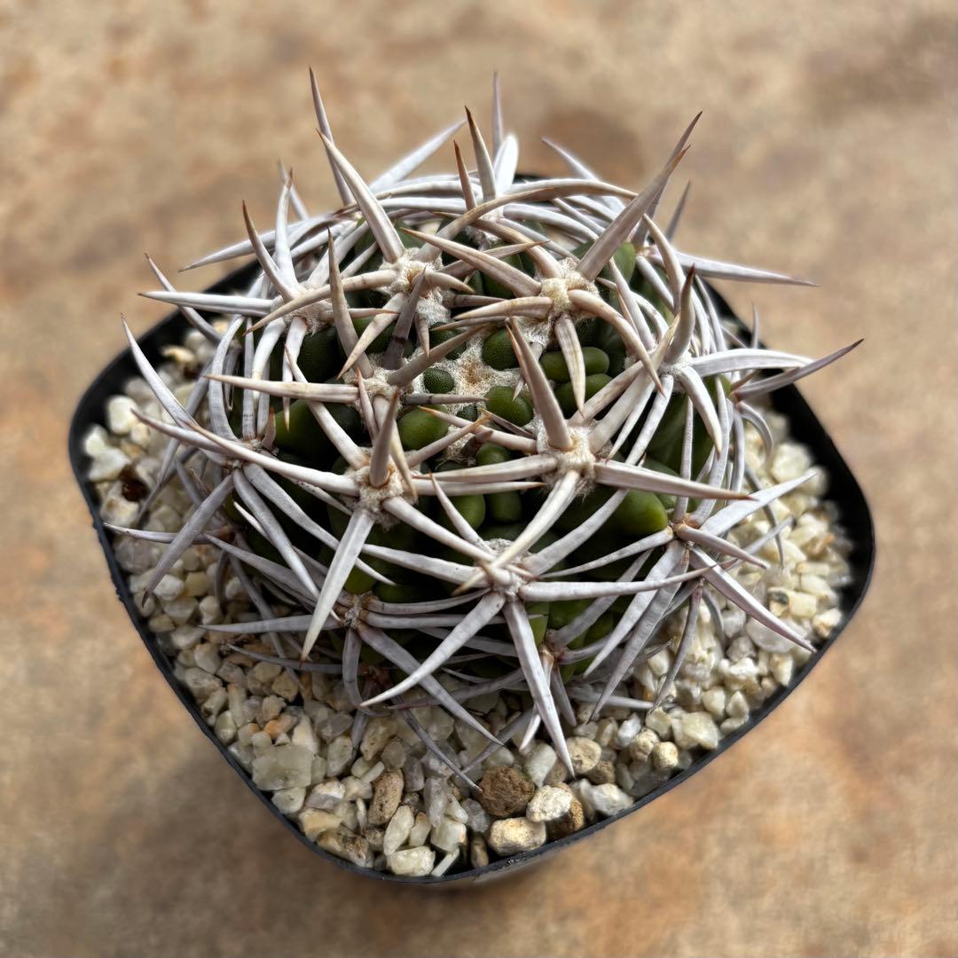 ギムノカリキウム フェロシオール フェルシオール 実生選抜