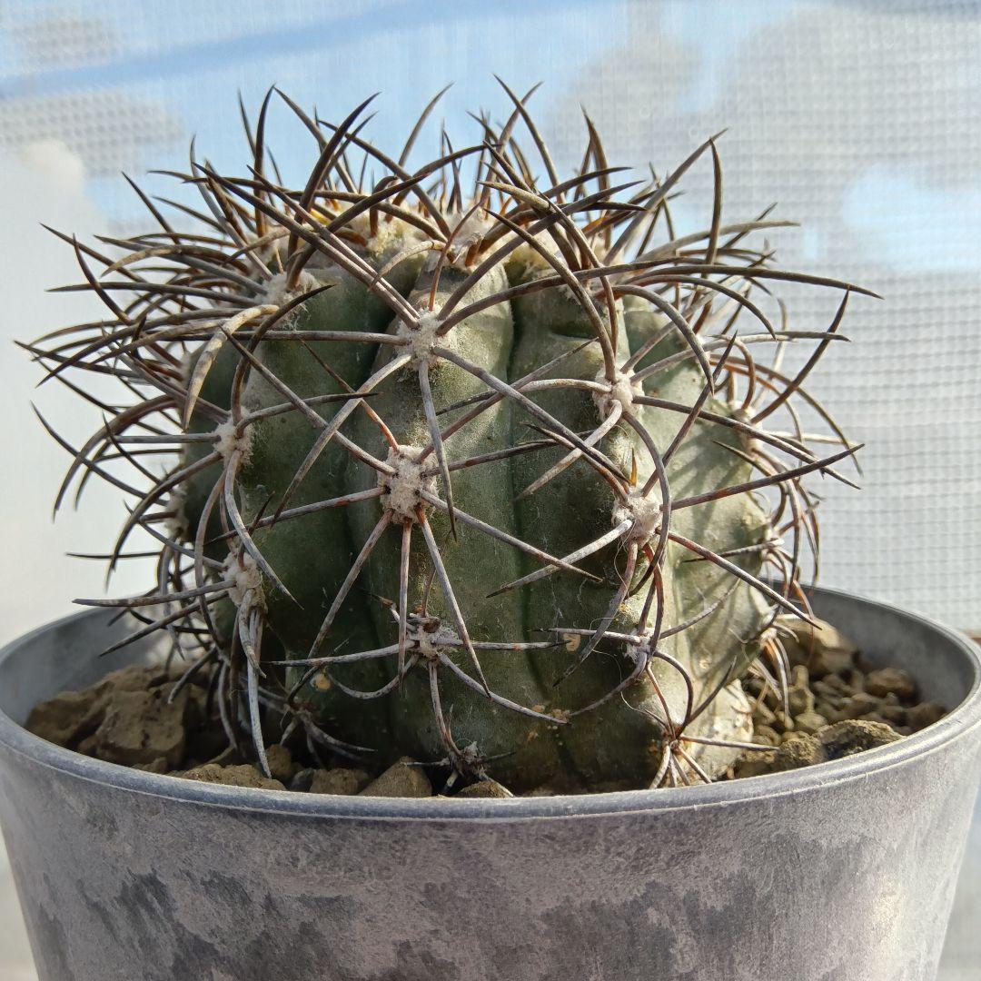 【特大苗】グリセオビオラセア栗星玉自根国内繁殖苗コピアポア（黒王丸孤竜丸）