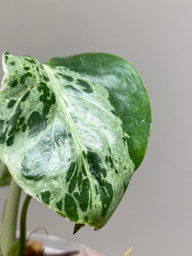 ①【全葉斑入り‼️】モンステラ　デリシオーサ　バルバソー　フシギダネ/ベトシオーサ