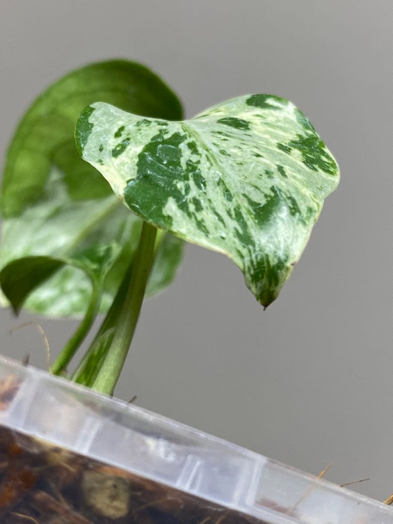 ①【全葉斑入り‼️】モンステラ　デリシオーサ　バルバソー　フシギダネ/ベトシオーサ