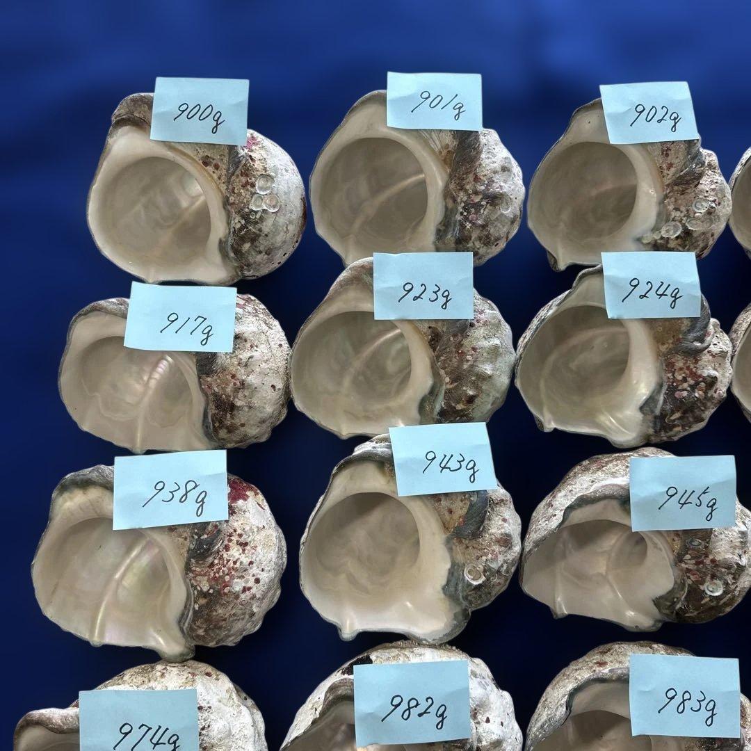 夜光貝　ヤコウ貝　まとめ売り　20個　18、8kg アクセサリー　ルアー