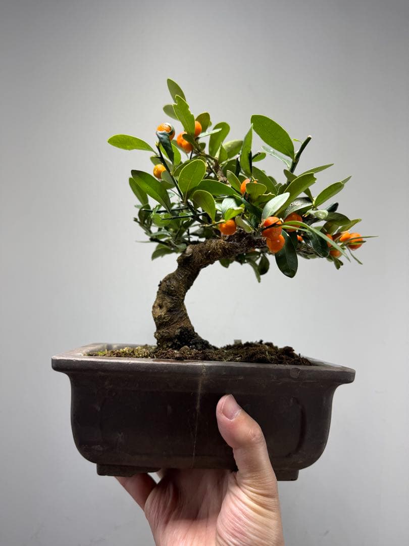 【ガチ盆栽】キンズ　金豆　小品盆栽　模様幹