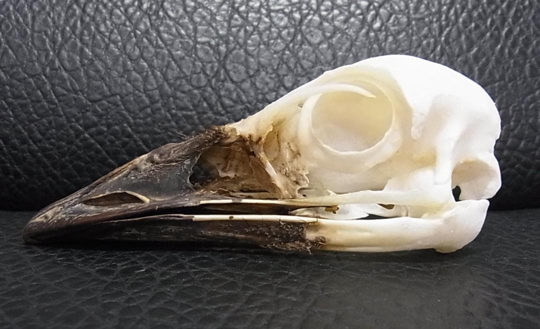 高品質！ エミュ　頭骨