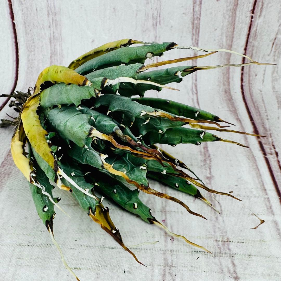 19 アガベ ユタエンシス エボリスピナ 陽炎 ロングスパイン