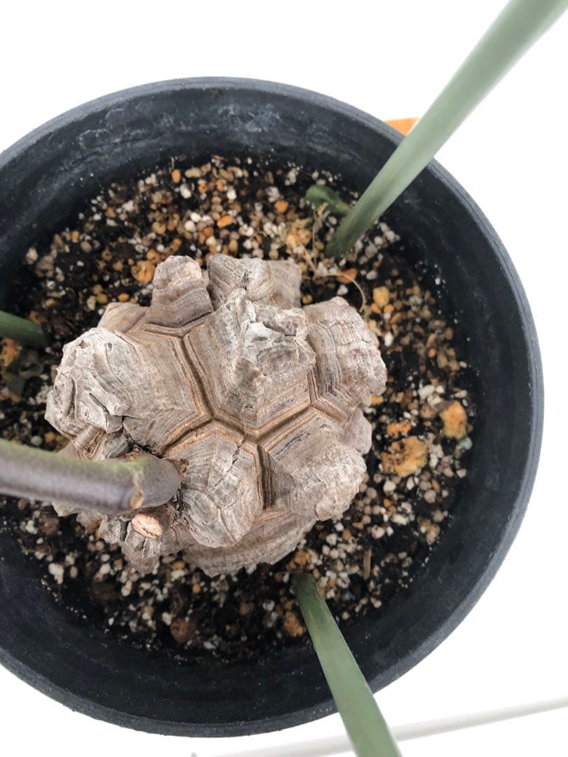 ② アフリカ亀甲竜　5号