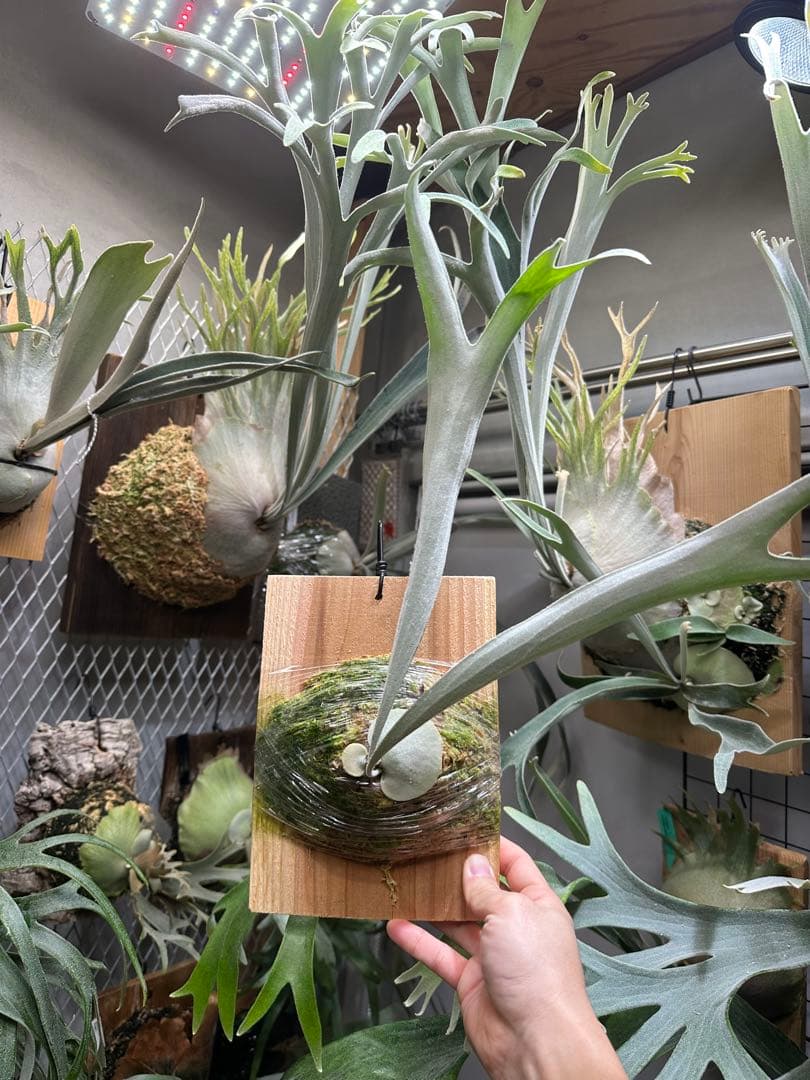 P.veitchii 'Auburn ' 子株販売　③ ビカクシダ