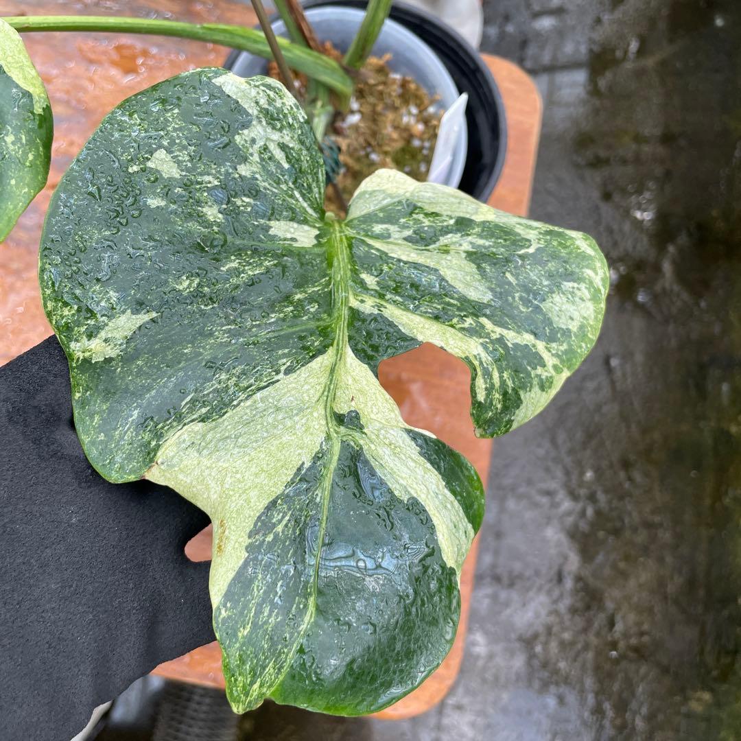 モンステラ　オーシャンミント　マスターピース　美健康株　美斑入り