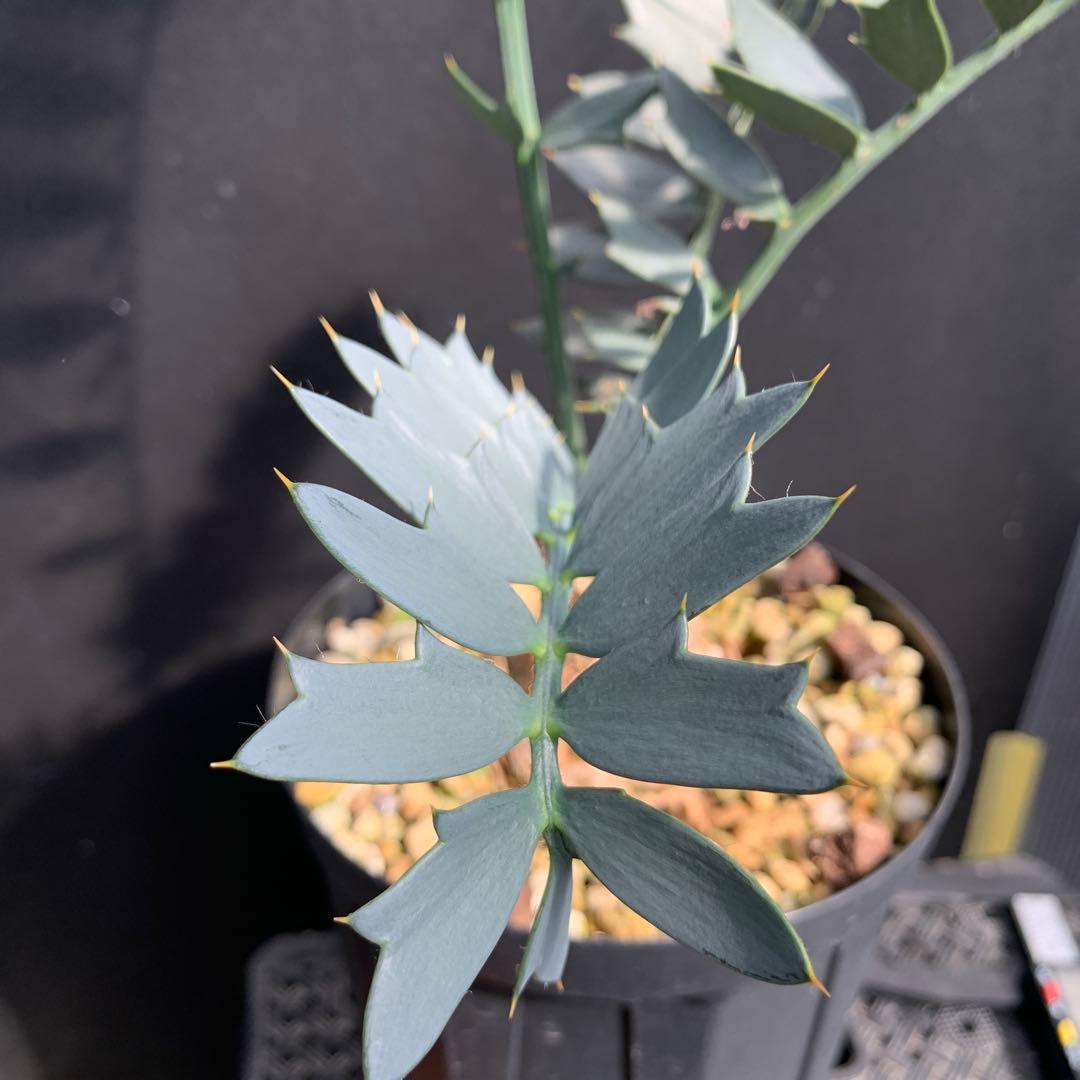 【南アフリカ産】エンセファラルトス・ホリダス（No3-20）