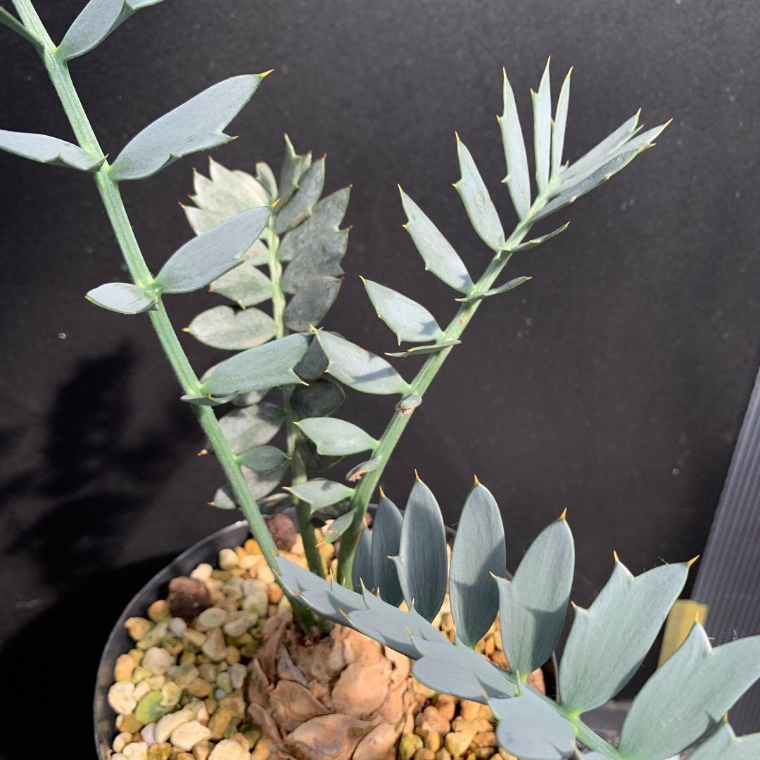 【南アフリカ産】エンセファラルトス・ホリダス（No3-20）