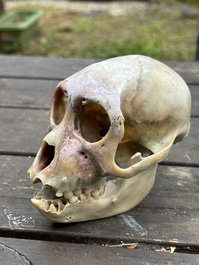 ニホンザルの頭骨