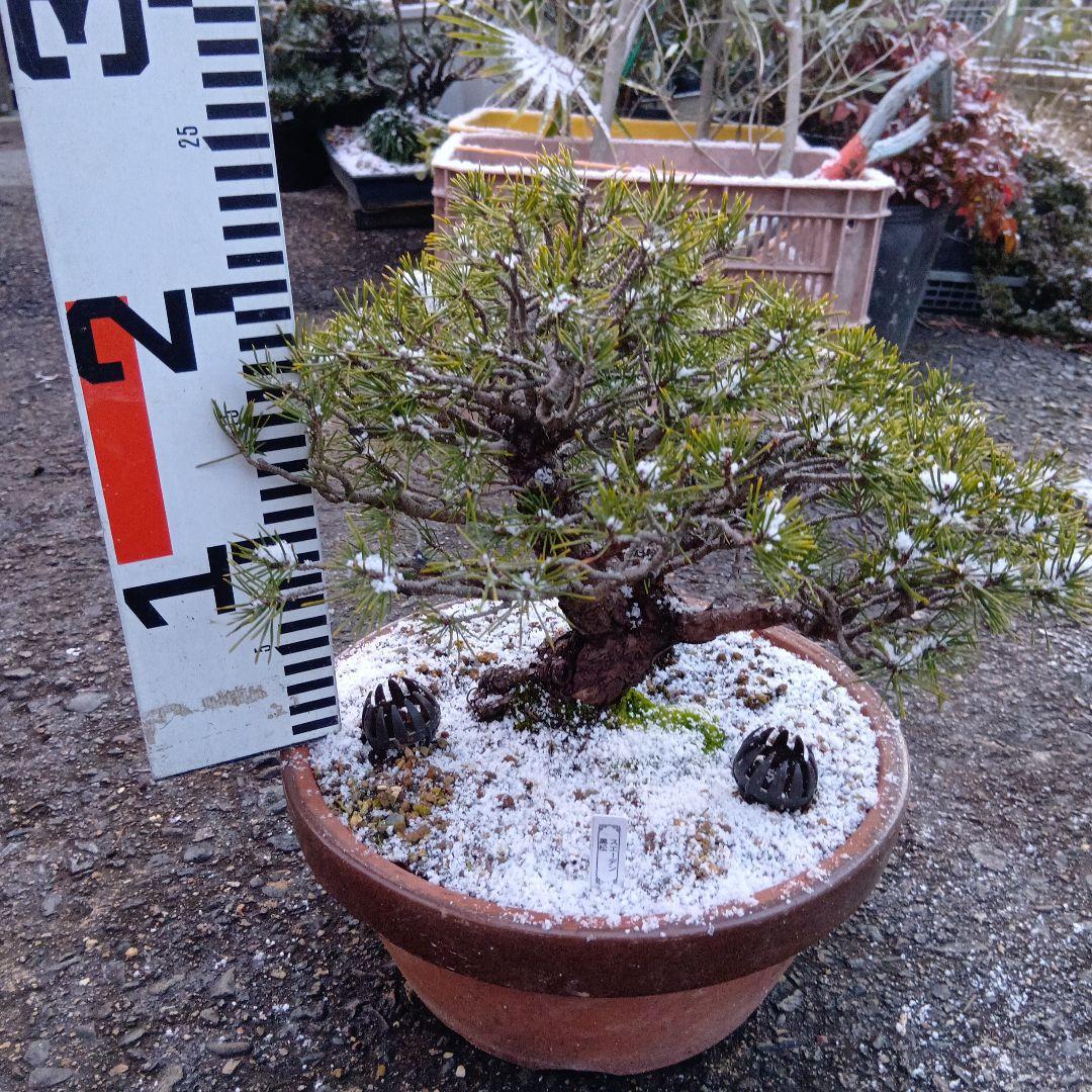 黒松盆栽（スェーデン黒松）中品盆栽（実生から持ち込みかなり古い）インテリア用