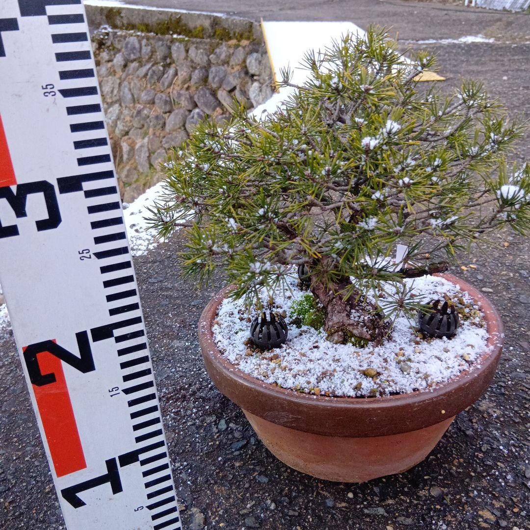 黒松盆栽（スェーデン黒松）中品盆栽（実生から持ち込みかなり古い）インテリア用