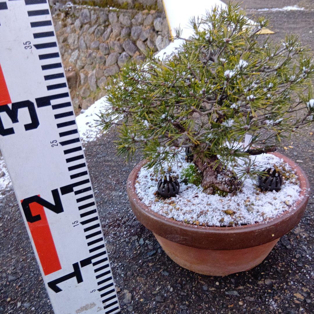 黒松盆栽（スェーデン黒松）中品盆栽（実生から持ち込みかなり古い）インテリア用