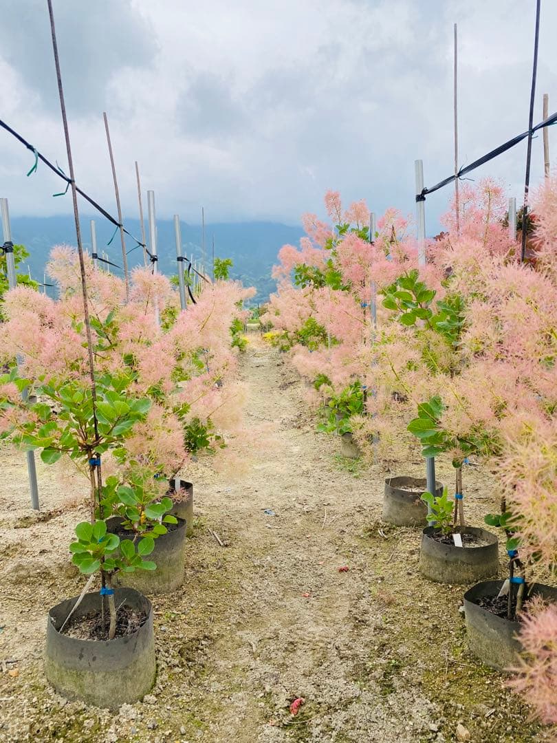 かん椿スモークツリー