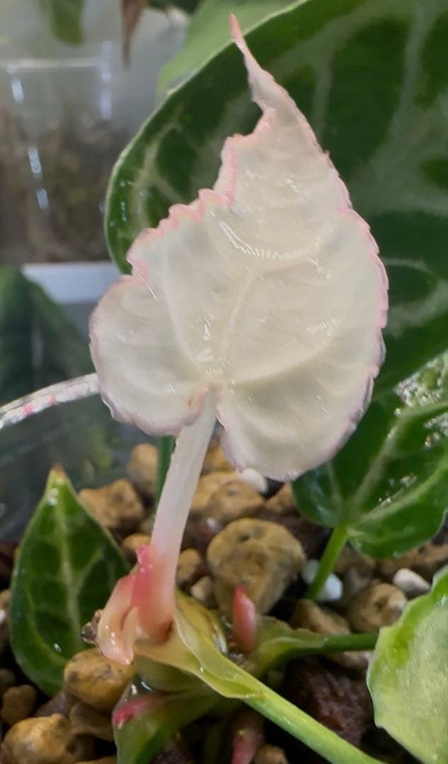 レア株　アンスリウム　クリスタリナム　変異株