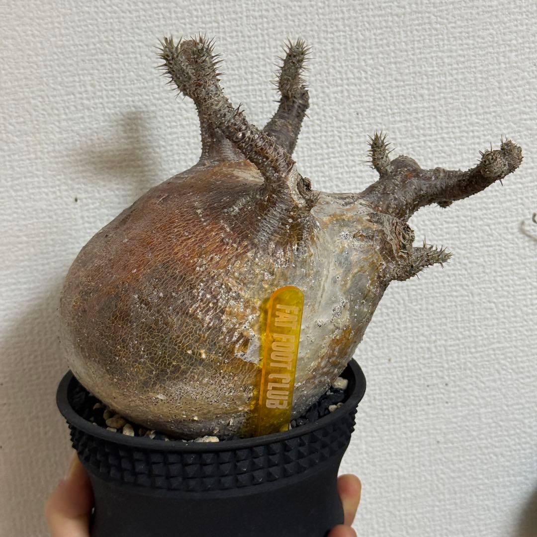 パキポディウム グラキリス 現地株 大株