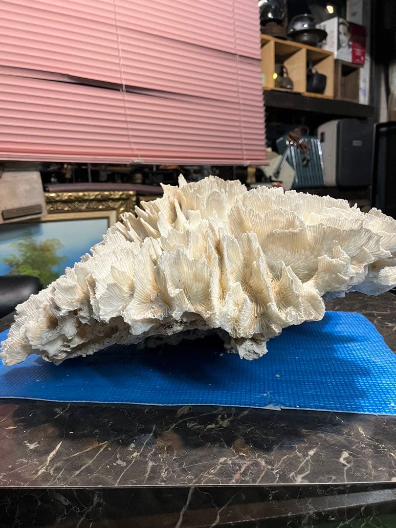 超特大珊瑚礁、直径66センチ、ナガレハナサンゴ、飾りサンゴ、海水魚、白化珊瑚