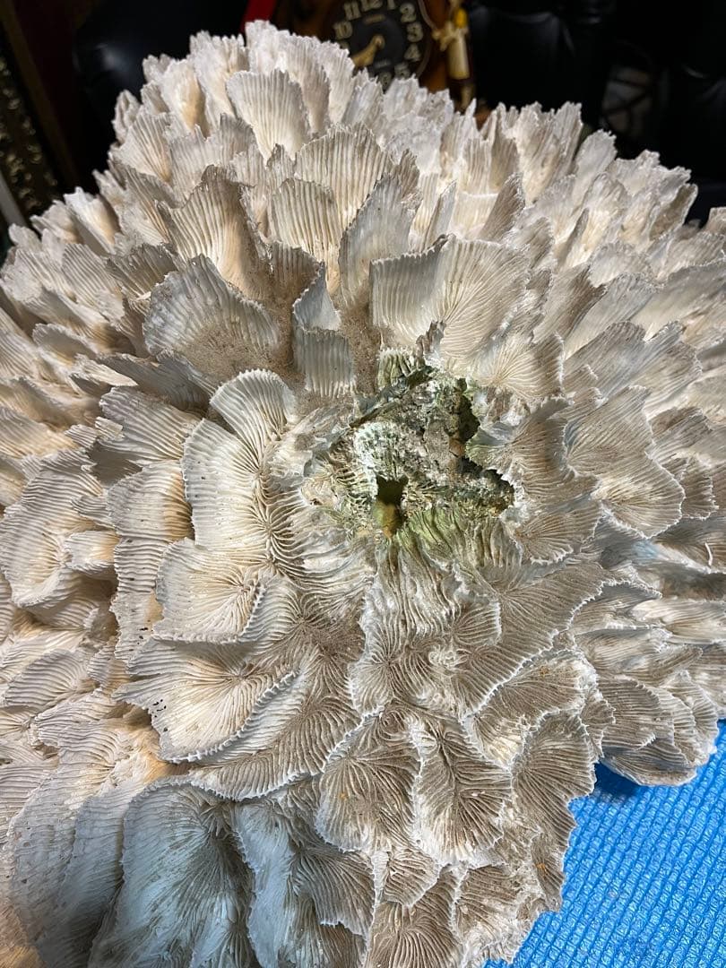 超特大珊瑚礁、直径66センチ、ナガレハナサンゴ、飾りサンゴ、海水魚、白化珊瑚