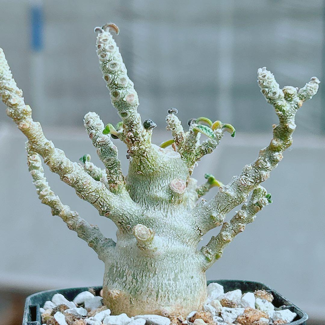 【将来有望★超選抜株★早い者勝ち】　ドルステニア　ギガス　実生　塊根凄すぎる41