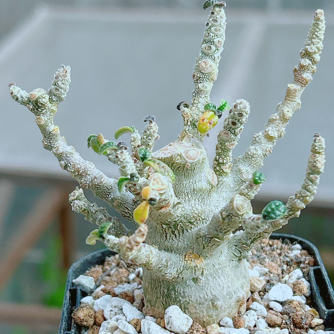 【将来有望★超選抜株★早い者勝ち】　ドルステニア　ギガス　実生　塊根凄すぎる41