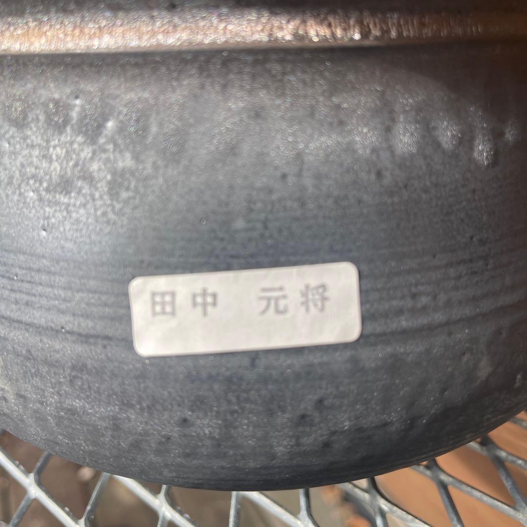 オペルクリカリアパキプス二頭