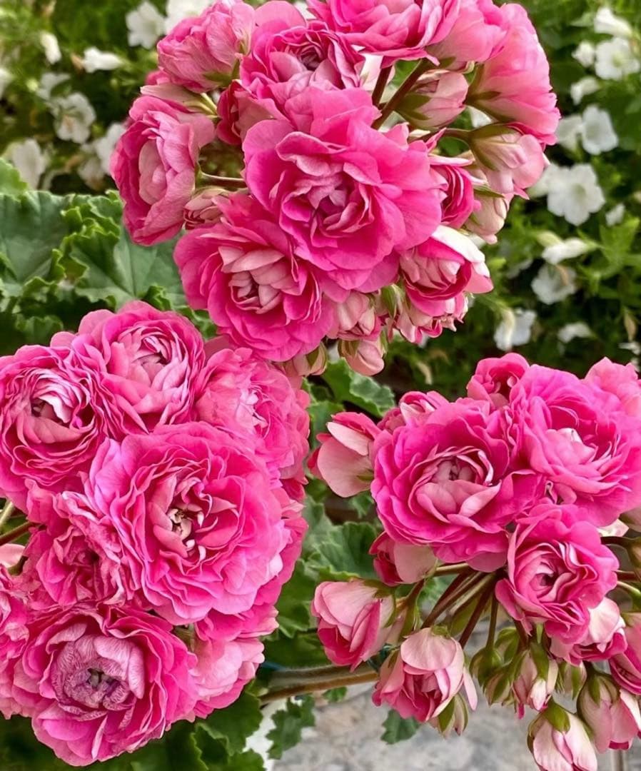 レア品種ゼラニウム　希少ゼラニウム　珍しいゼラニウム　OW01