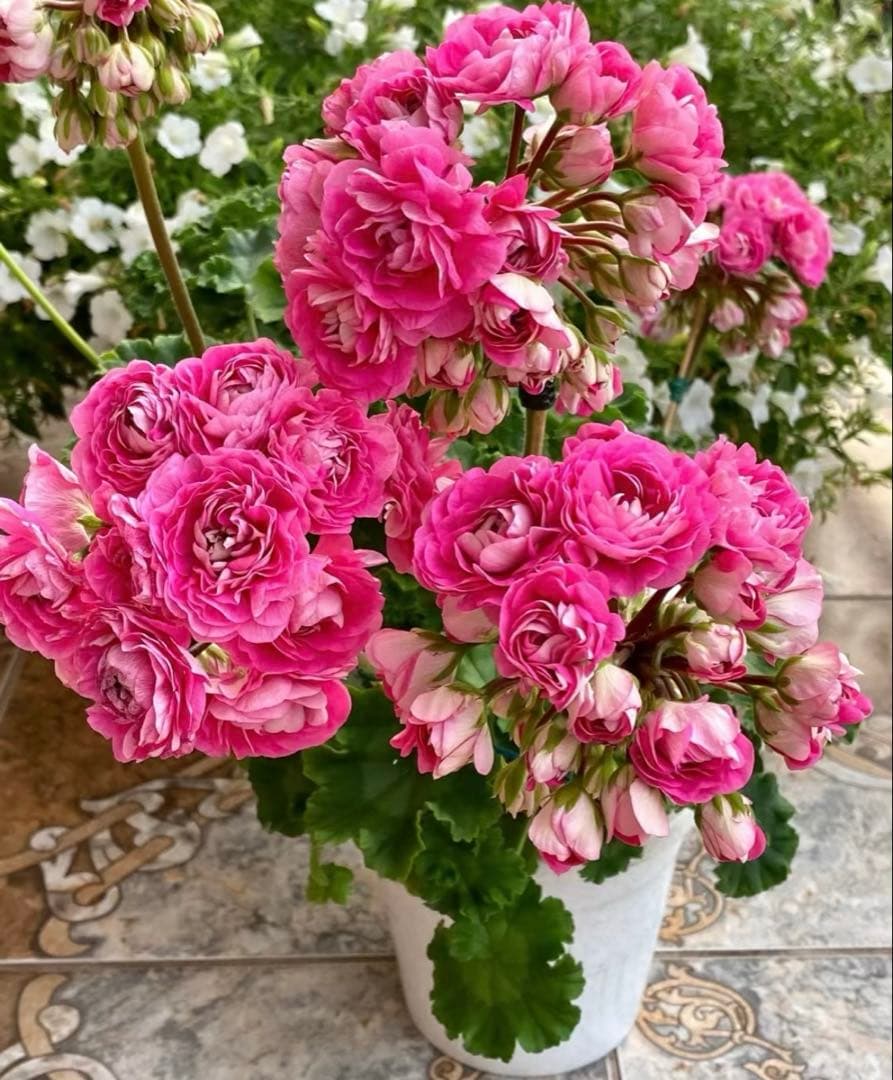 レア品種ゼラニウム　希少ゼラニウム　珍しいゼラニウム　OW01