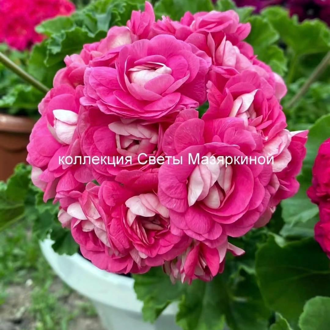 レア品種ゼラニウム　希少ゼラニウム　珍しいゼラニウム　OW01