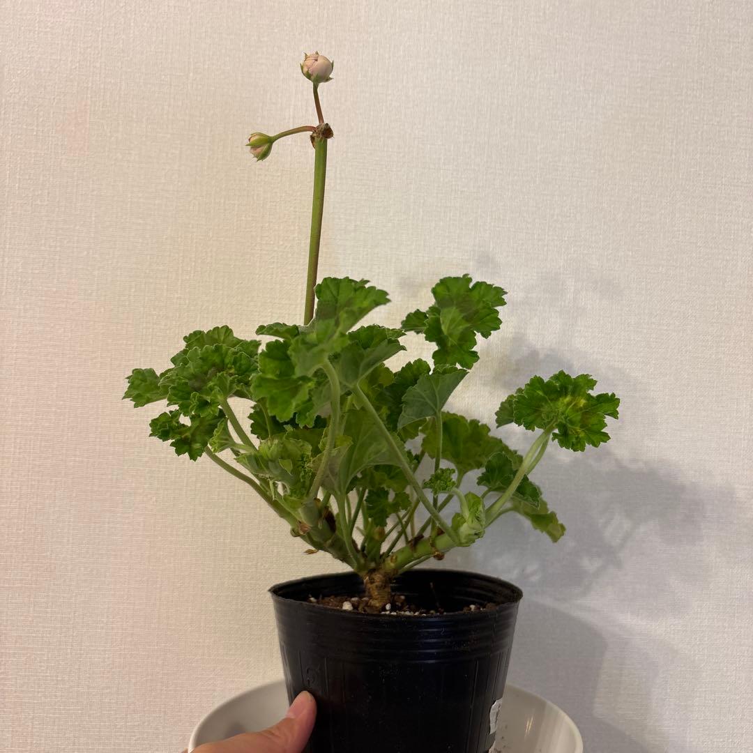 レア品種ゼラニウム　希少ゼラニウム　珍しいゼラニウム　OW01