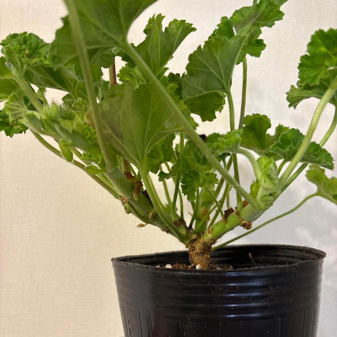 レア品種ゼラニウム　希少ゼラニウム　珍しいゼラニウム　OW01