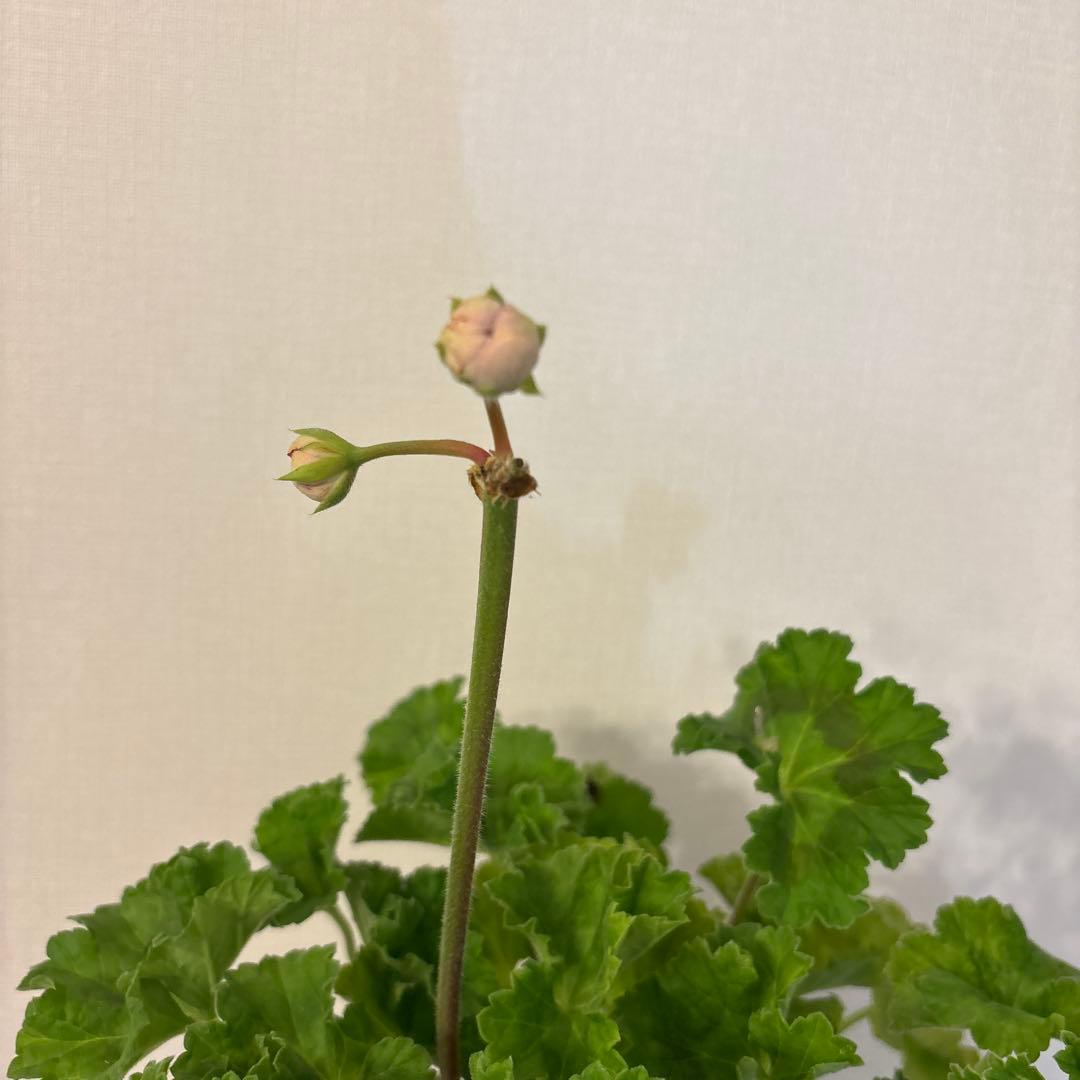 レア品種ゼラニウム　希少ゼラニウム　珍しいゼラニウム　OW01