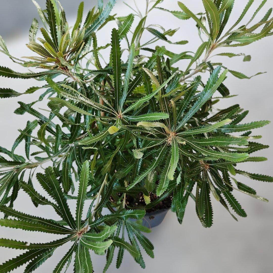 オージープランツ　バンクシア アエムラ 大鉢