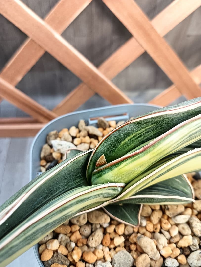 ☆S-4 超希少！大き目 サンスベリア ロリダ 斑入り ベアルート メルカリ便