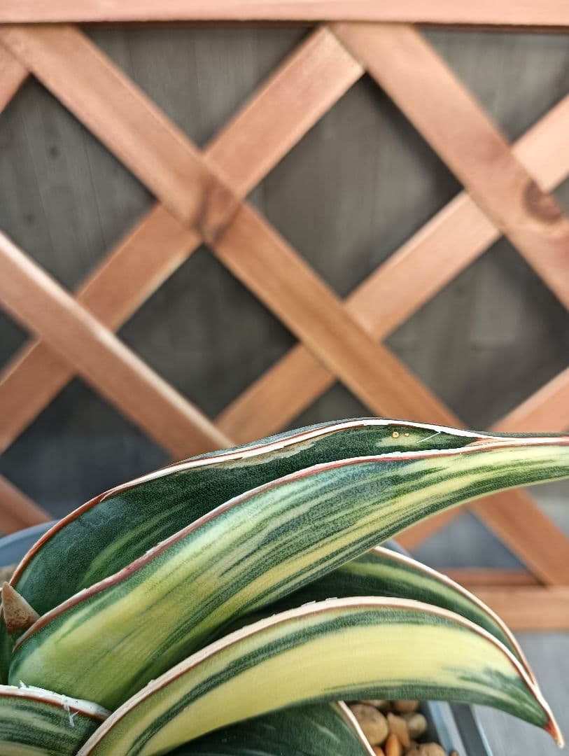 ☆S-4 超希少！大き目 サンスベリア ロリダ 斑入り ベアルート メルカリ便