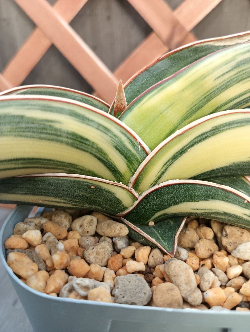 ☆S-4 超希少！大き目 サンスベリア ロリダ 斑入り ベアルート メルカリ便