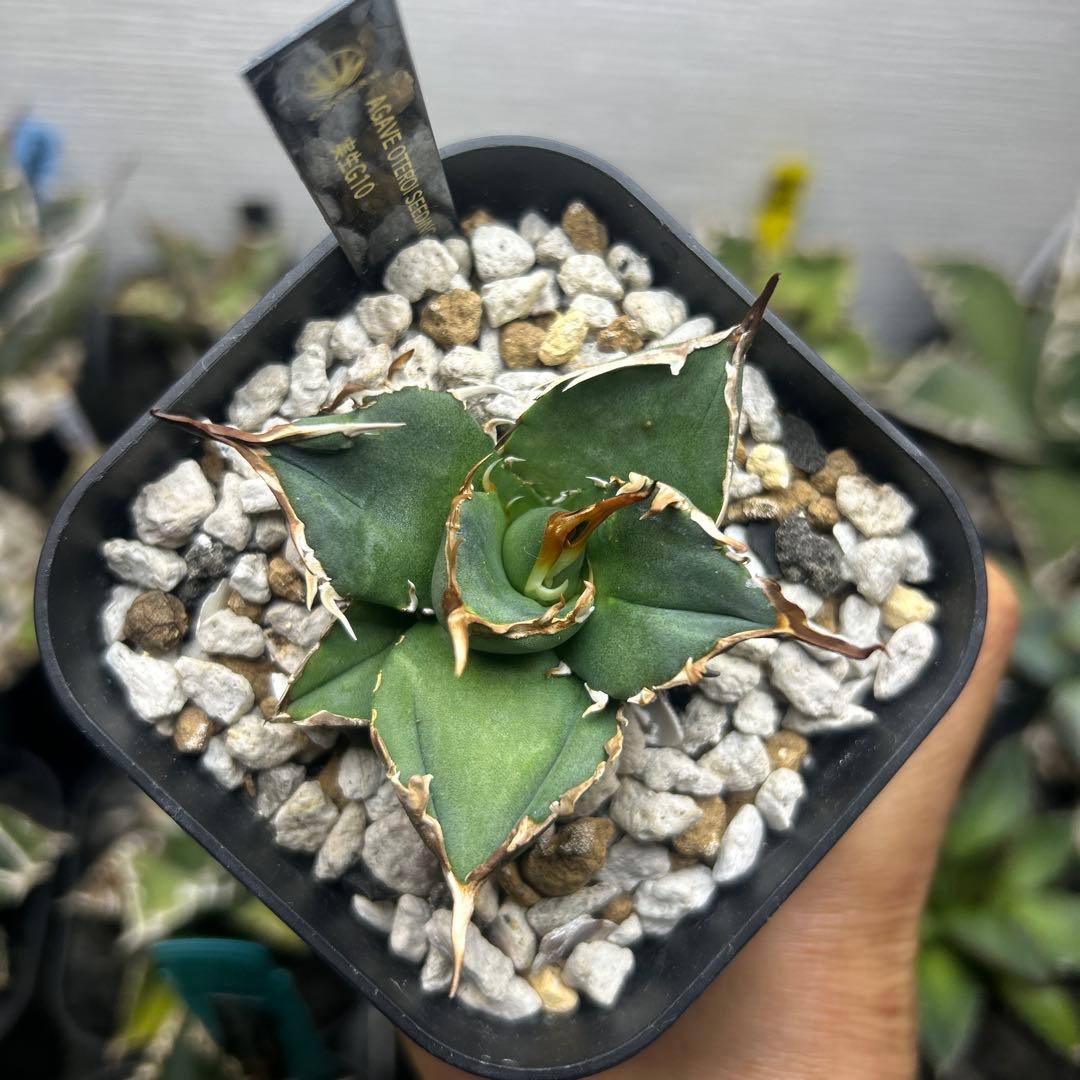 アガベ　オテロイ子株