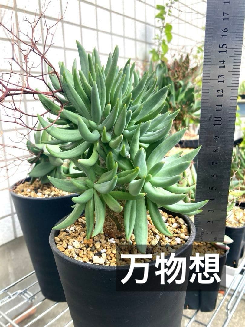 実生　万物想　チレコドン レティキュラータス　大きめの元気な株