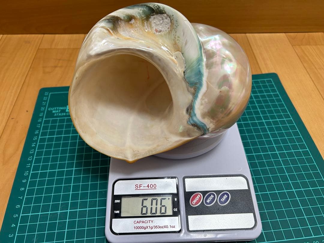 夜光貝の置物　真珠層仕上げ　(大)　☆沖縄海族☆