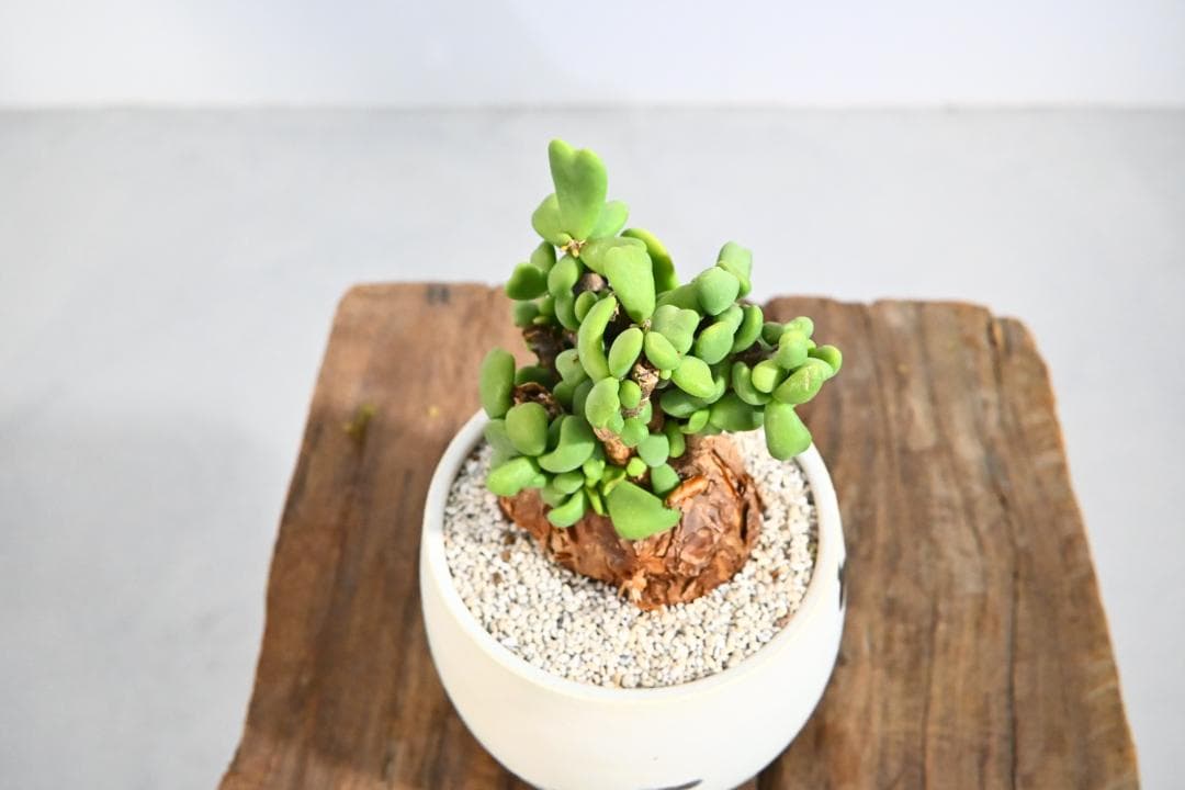 Ceraria pygmaea ケラリア ピグマエア　　発根済み　1