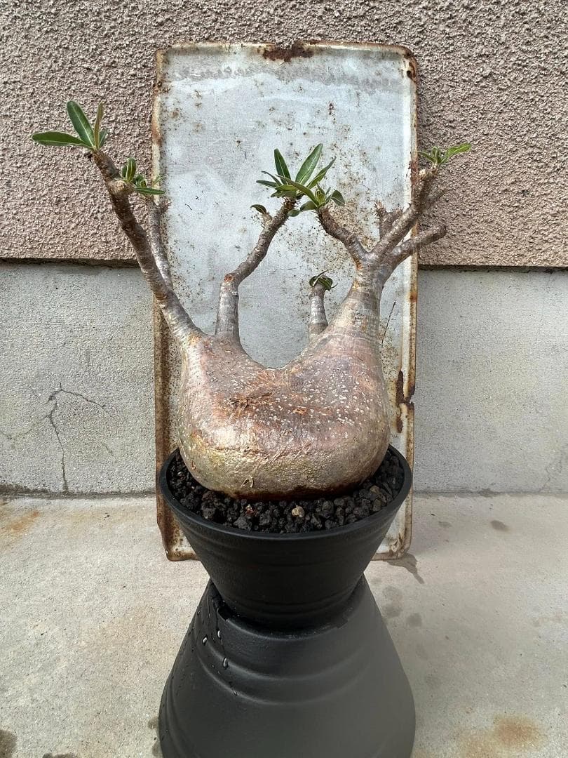 パキポディウム グラキリス 現地株 発根済み