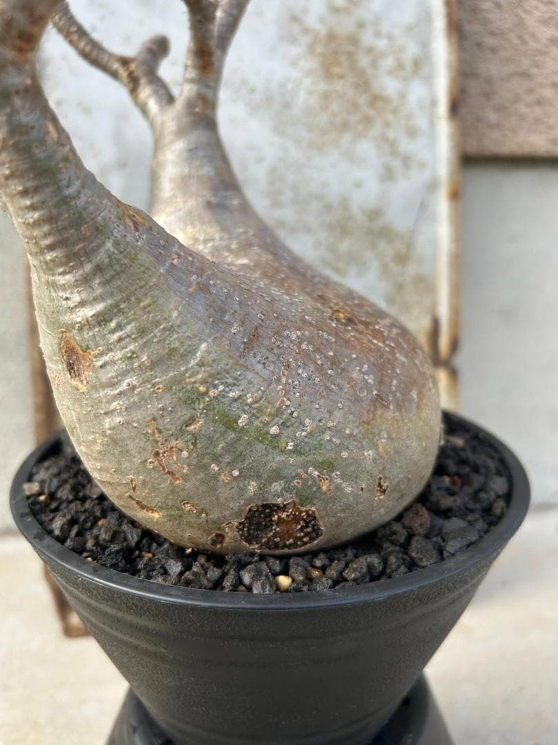 パキポディウム グラキリス 現地株 発根済み