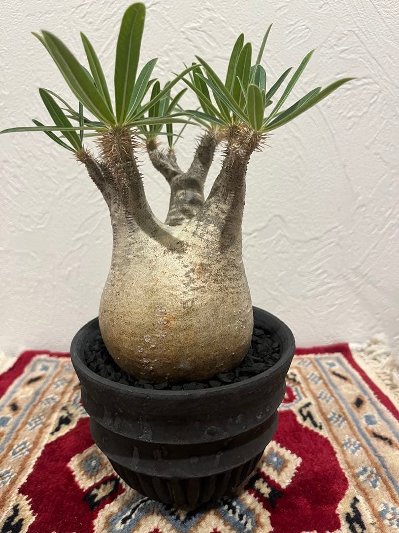 パキポディウム　グラキリス　現地球　発根済　菊地元野