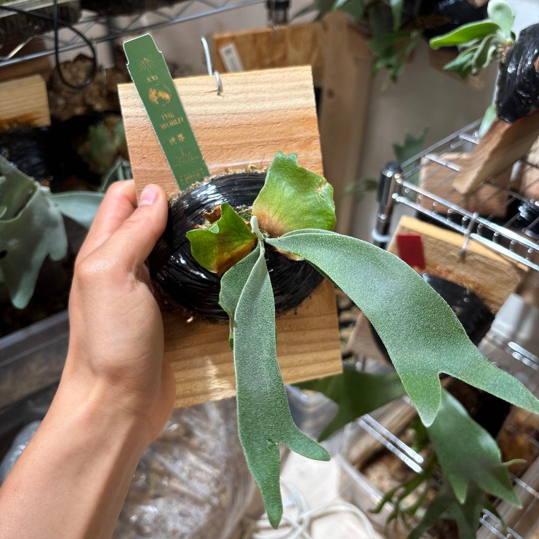 世界　hervest moon × igdrasill mix spore